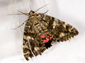 Dark Crimson Underwing